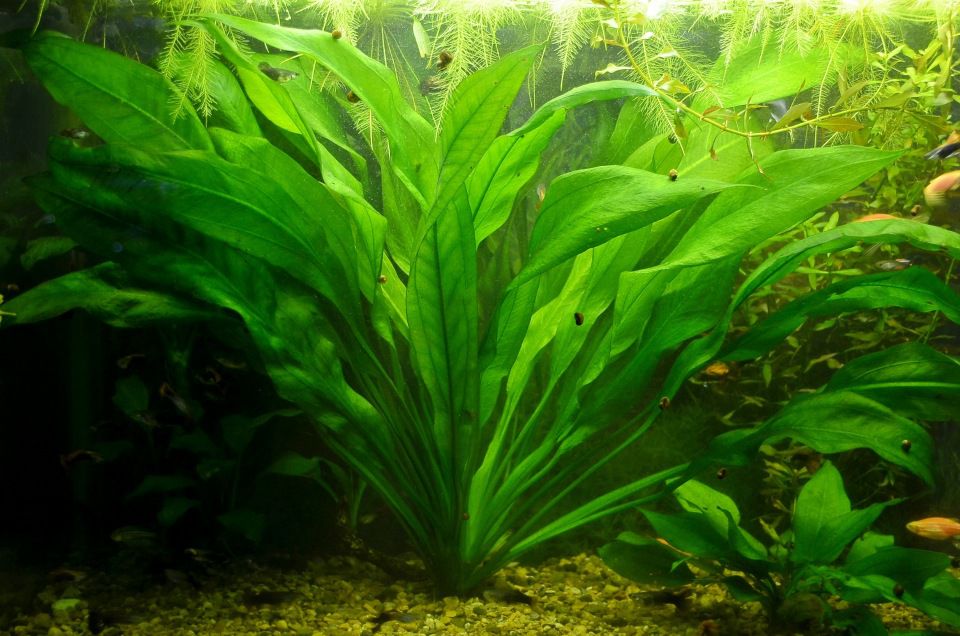 10 самых неприхотливых аквариумных растений